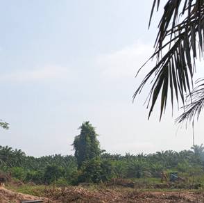 Agricultural Land in Bentong, PHG