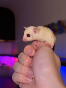 Sugar glider one pair new baby albino & white face