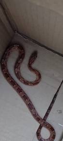 corn snake 