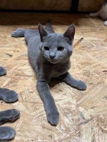 Kucing Mix BSH