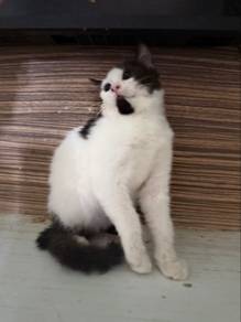 kitten BSH
