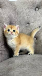 Baby Golden Female