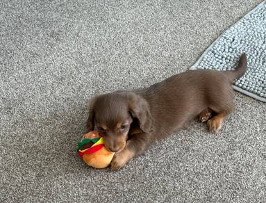 Miniature Dachshund