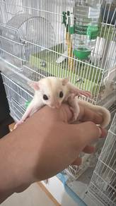 Sugar Glider