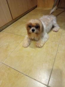 Shih tzu Pretty girl 