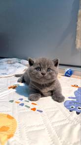 Munchkin Kitten