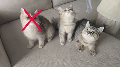 BSH Female and Male