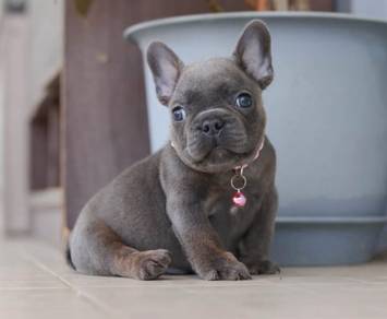 FRENCH BULLDOG PUPPIES VIP284🌻Cute Boy