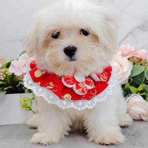 Maltese
