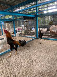 Anak ayam ratu lhk
