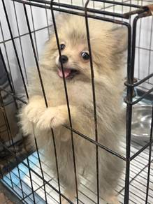 pomeranian puppy