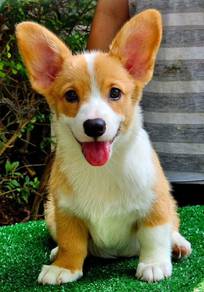 CORGI PUPPIES C216 🌻 cheeky Puppy Female
