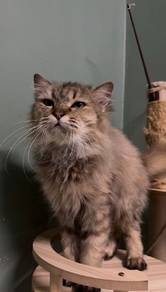 BSH Mix Persian (LongHair)