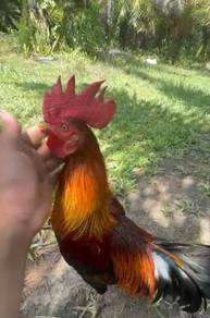 ayam pikat