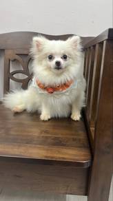 8 mths old Female Pomeranian Puppy f-352