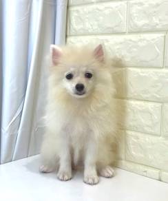 J0351 Pomeranian Snow White Fluffy Puppy