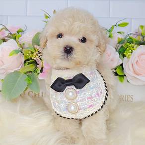 Poodle