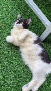 domestic long hair cat