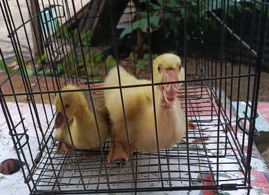 Anak Angsa