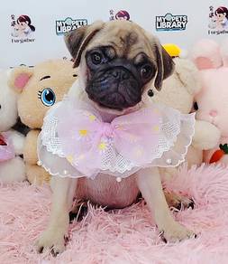 Pug