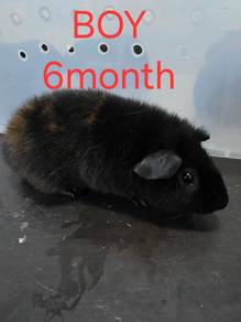 arbok guine pig teddy