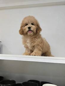 Maltipoo female promo