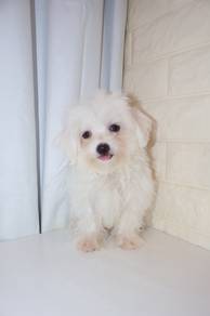 J0905 Maltese Soft Fluffy Baby Puppy