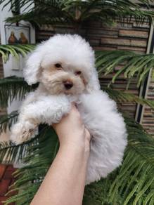 white maltipoo 