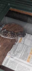 Leopard Gecko