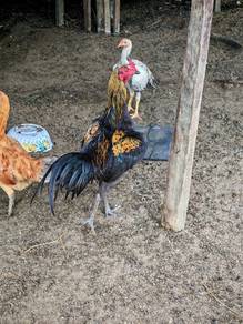 Ayam Pama