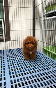 Pure toy poodle puppy