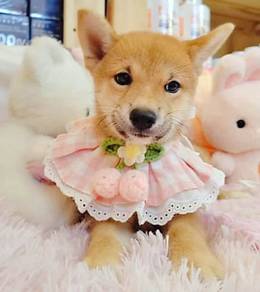 Shiba