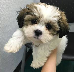 Tail-wagger Shih Tzu / Shihpoo / Cute / Tricolor /