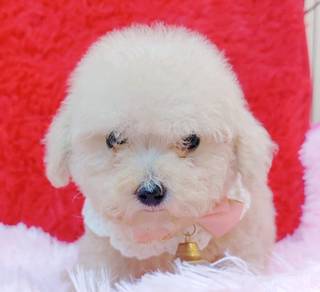 Maltipoo