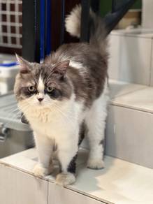 Mix Persian Scottish Cat Male
