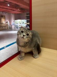 Scottish Fold