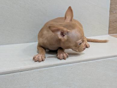 Chihuahua puppy 