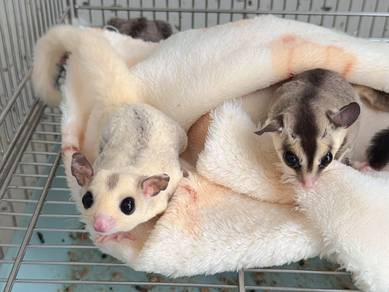 White face & Platinum Mosaic Sugar Glider