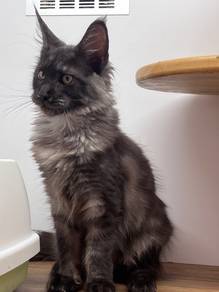 Mainecoon Cat for Sale