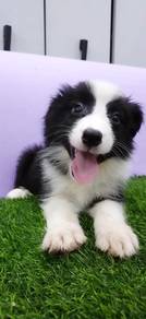 Border collie pure MKA MKA MKA