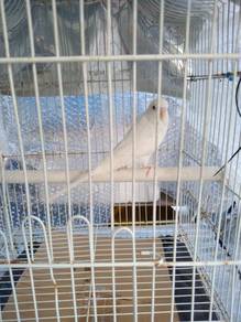 Budgie - Albino pure white red eyes - MALE 6 weeks