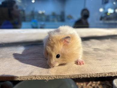 Hamster Syrian Big Bone