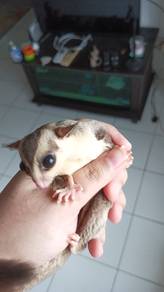 Sugar Glider White Face