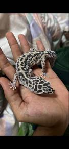 gecko