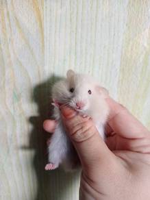 hamster syirian 