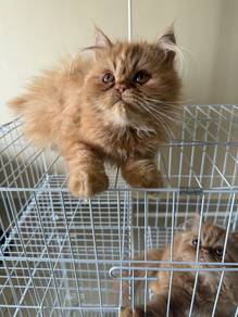 persian kittens