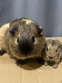 guinea pig