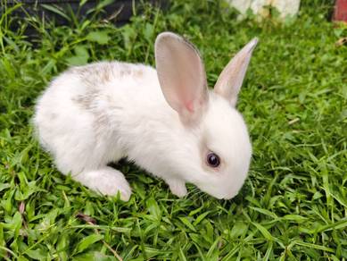 Ordinary rabbit 🐇