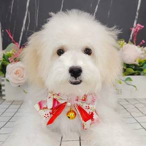 Maltipoo