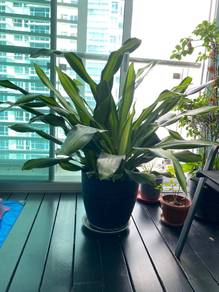 (4 feet) Fat Leafy Potted Plant (indoor, outdoor)